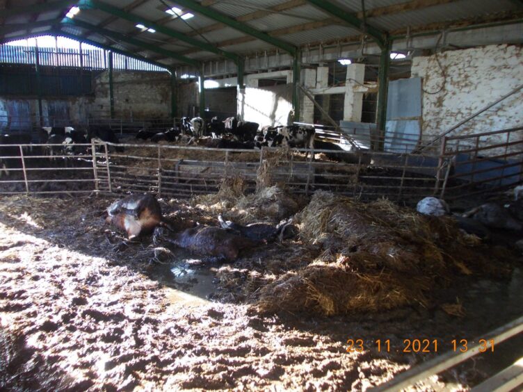 Cattle living in filth at Samuel Hessin's farm at Balnamoon, near Keith.