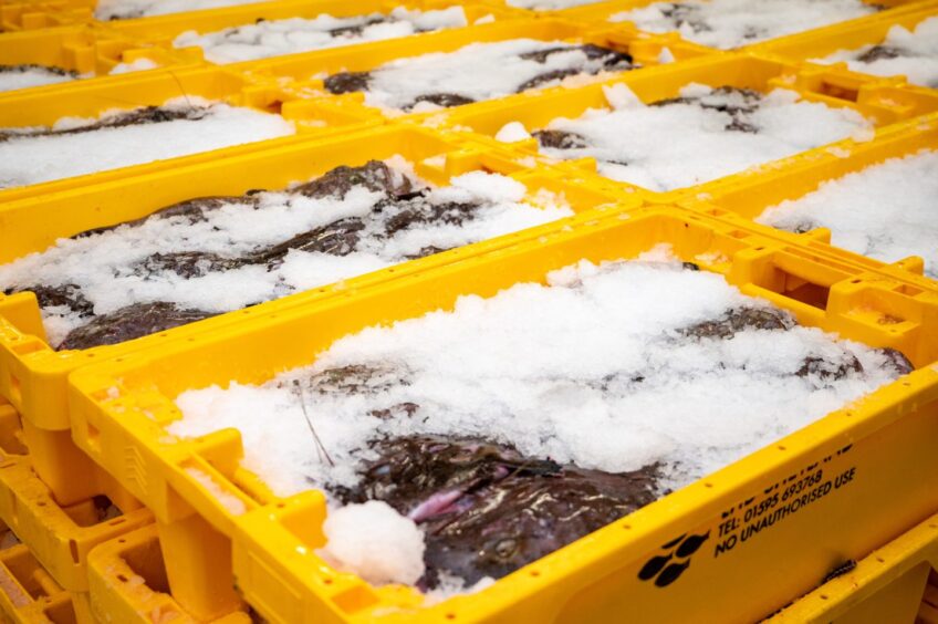 Scalloway fish landings. 