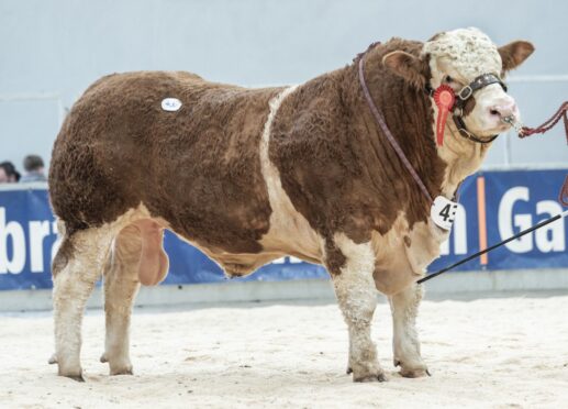 Sale leader at 22,000gns across all breeds was Denizes New Orleans 22 from the Barlow family.