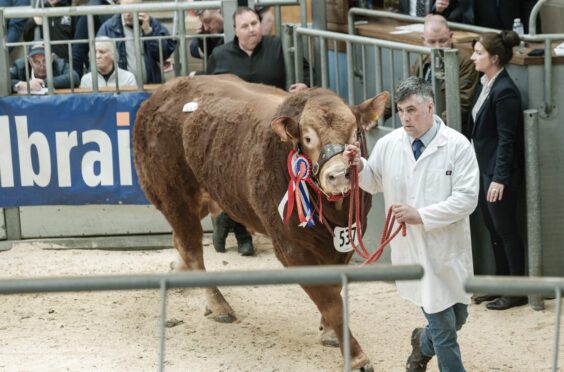 Dyke stockman John Duncan with the senior champion Dyke Tango which sold for 10,000gns.