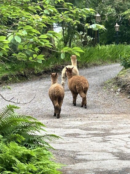 Alpacas roaming the Glencruitten Woods near Oban.