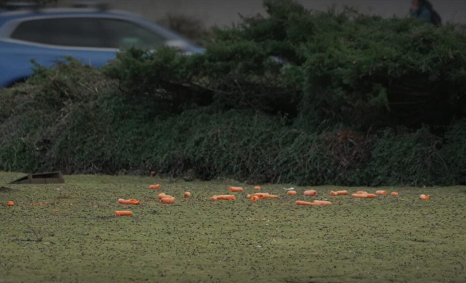 Carrots spread out on the grass for the rabbits