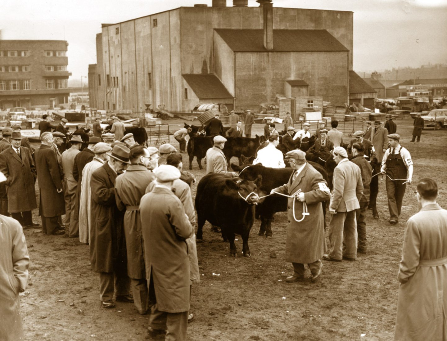 Aberdeen Fat Stock Club Show and Sale taking place at Kittybrewster with the rear of the Astoria as the backdrop in 1962.