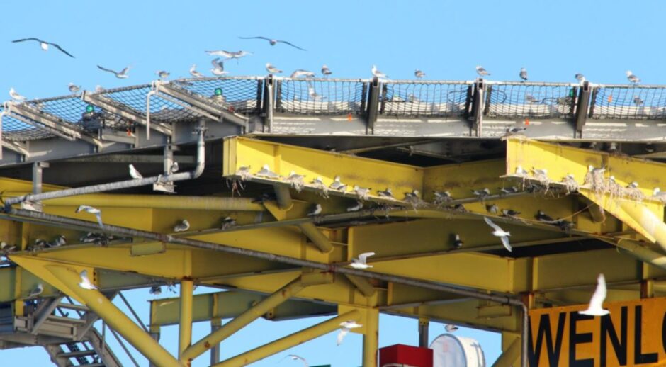 Seabirds on a North Sea platform. 