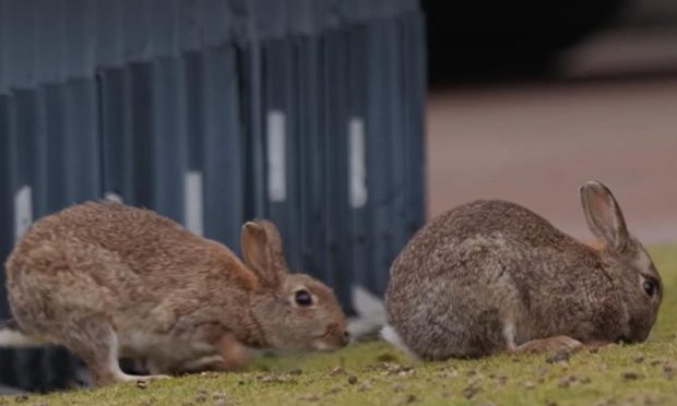 roundabout bunnies in Aberdeen