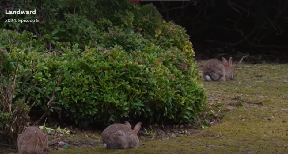 The roundabout bunnies in Aberdeen featured on the BBC show Landward