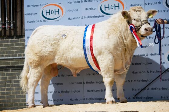 Elgin Teuchter from the Milne family stood overall champion and sold for 8,000gns.