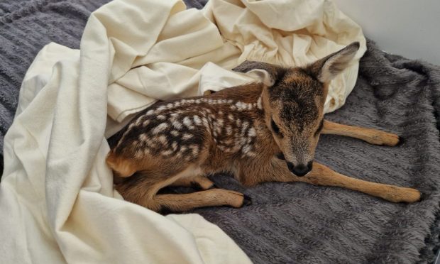 New Arc is urging people to leave baby roe deer alone, and to call them before intervening. Image: Paul Reynolds / New Arc