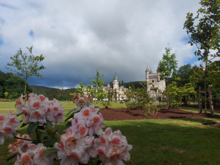 Balmoral Castle in distance with pink flowers in foreground 