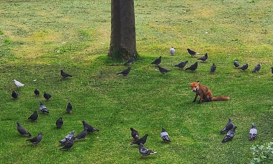 Fox playing with pigeons in Aberdeen..