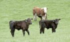 Aberdeen-Angus cross and Aberdeen-Angus calves continue to grow by 3.3% and 0.4% respectively.