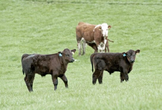 Aberdeen-Angus cross and Aberdeen-Angus calves continue to grow by 3.3% and 0.4% respectively.