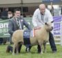 Bruce Ingram of Logie Durno, with his champion Charollais and breed judge Graham Foster from Northern Ireland.