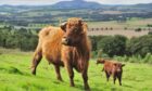 Highland cows in field.