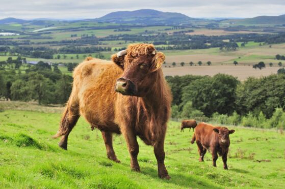 Highland cows in field.