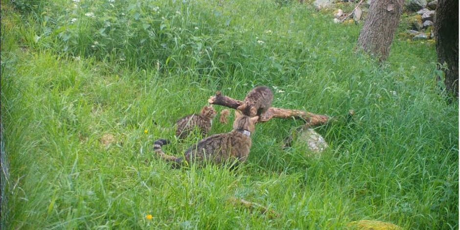 Screenshot of Saving Wildcats' footage of wildcat kittens in the cairngorms.