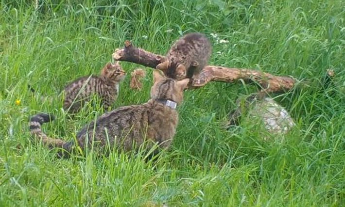 Wildcat Cairngorms kittens born in 'major milestone'