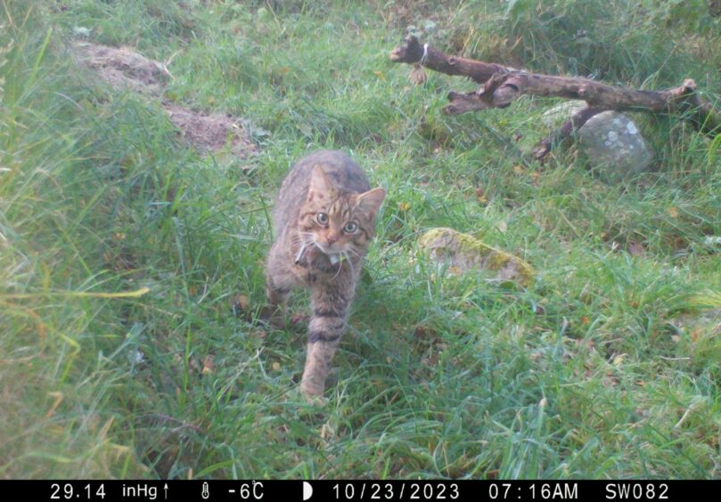 Image shows pregnant wildcat in the Cairngorms. 