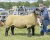 The show champion of champions was this Suffolk ewe from Finn Christie.