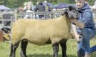 The show champion of champions was this Suffolk ewe from Finn Christie.