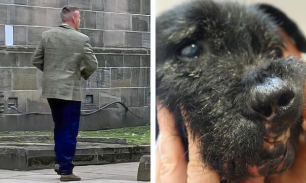 Dufftown man’s dogs suffered horrific injuries during badger baiting incidents