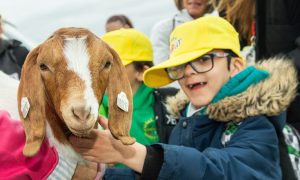 This goat proved to be a popular attraction at the Rotary KidsOut fun day with children flocking to meet it. All images: Kath Flannery/DC Thomson
