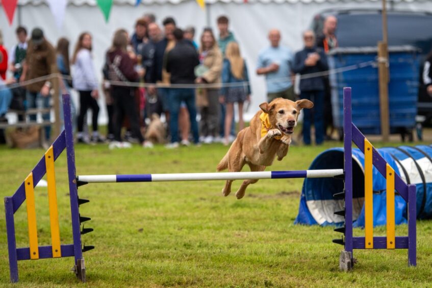 Dog during agility course 