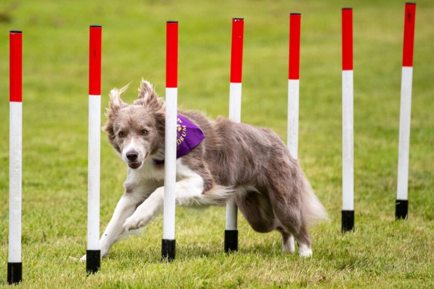 The Meldrum Mutt display.