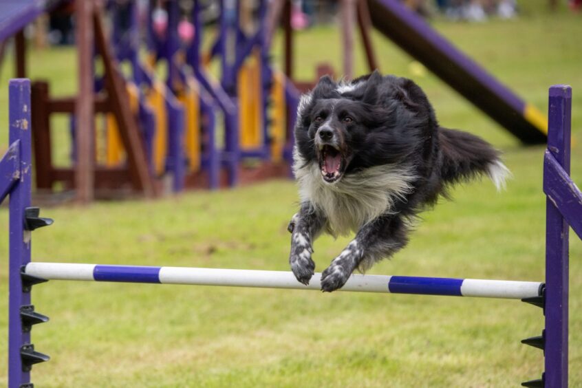 Collie dog jumping