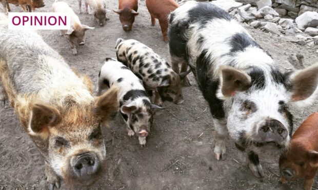 Eleanor Bradford's pigs and their piglets. Kunekune pigs are originally from New Zealand, but are hardy enough for Scottish winters. Image: Jozef Klopacka/Shutterstock