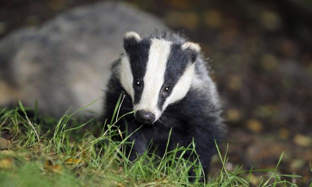 Fine for Highland farmer who ploughed active badger sett in breeding season