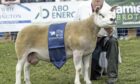 Keith, Allan and Roy Campbell secured their first ever Texel championship at the Royal Highland Show with this ewe.
