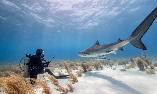 Lauren Smith was diving off the coast of the Bahamas to get up close with tiger sharks, but also loves diving in local north-east waters.. Image: Epic Diving