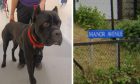Cane corso and street sign