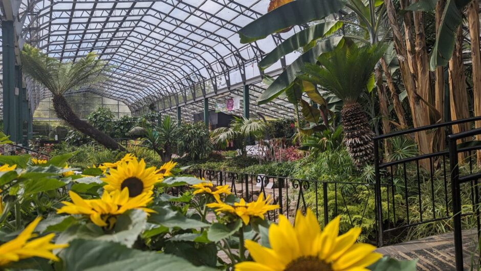 The David Welch Winter Gardens is a popular Aberdeen venue for weddings and photographs. Image: Alastair Gossip/DC Thomson