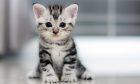 The boy tortured and killed a kitten at his home in Aberdeen. Image: Generic picture of kitten