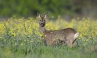 Mandatory Credit: Photo by Frank Sommariva/imageBROKER/Shutterstock (14483407w)
European roe deer (Capreolus capreolus), doe standing at a rapeseed field, rapeseed (Brassica napus), wildlife, Thuringia, Germany, Europe
Various 24afbgafef