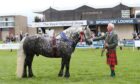 John Reid and the Highland Pony Champion Ben MacDui of Strathavon.