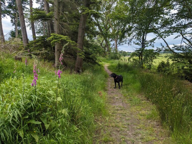 Gayle was joined on her walk up to Tolquhon Castle by her mum's dog Cody. Image: Gayle Ritchie.