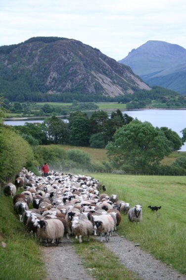 Rural sheep.