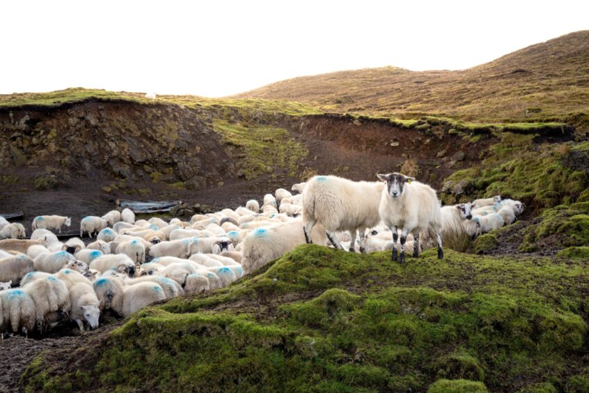 Sheep grazing on Skye.