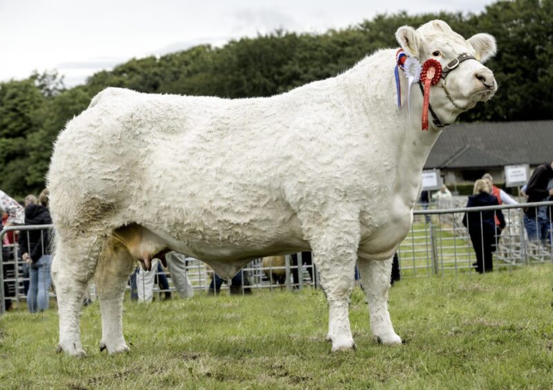 The Charolais and cattle interbreed champion from AJR Farms. 