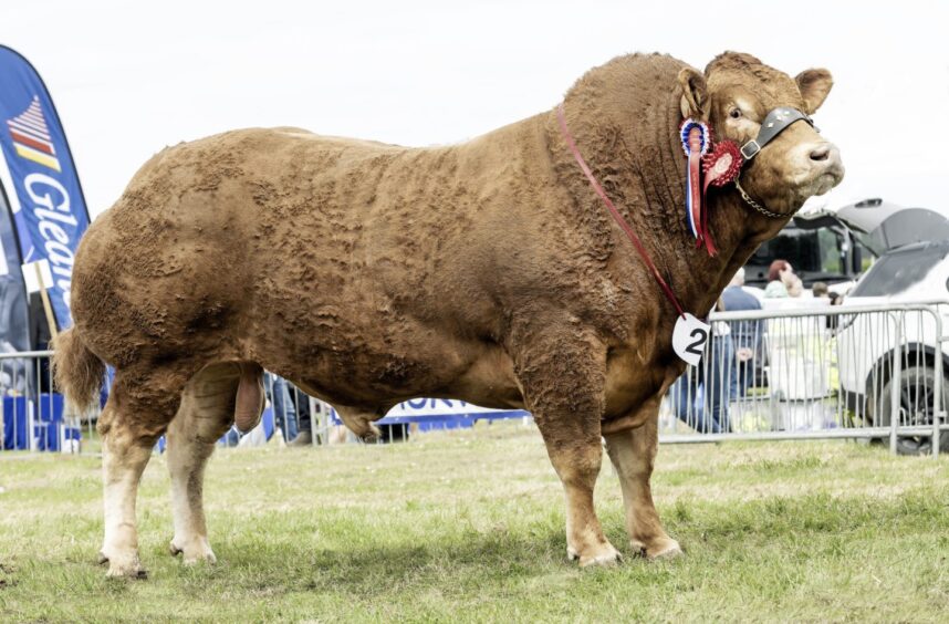 Harry Emslie's prize-winning Limousin bull. 