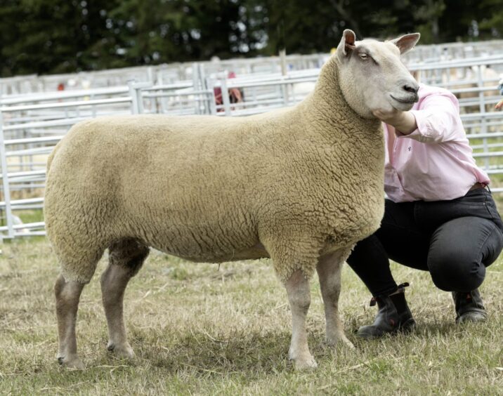 The Charollais sheep champion and reserve interbreed champion from E&E Duncan. 