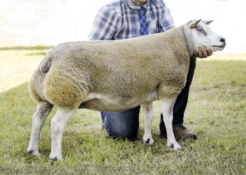 The sheep champion. a ewe from J Munro, of Ardgay. 