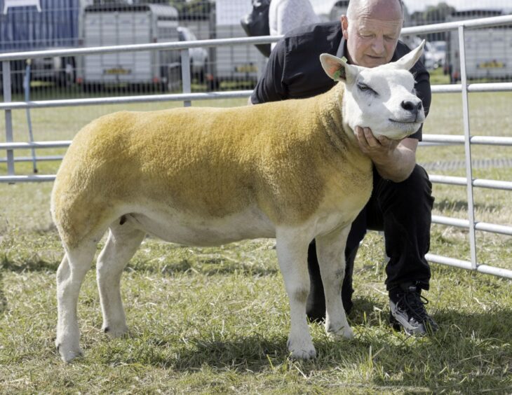 The Texel champion, a gimmer from P Gill, Duncroft, Wester Raddery, Fortrose. 