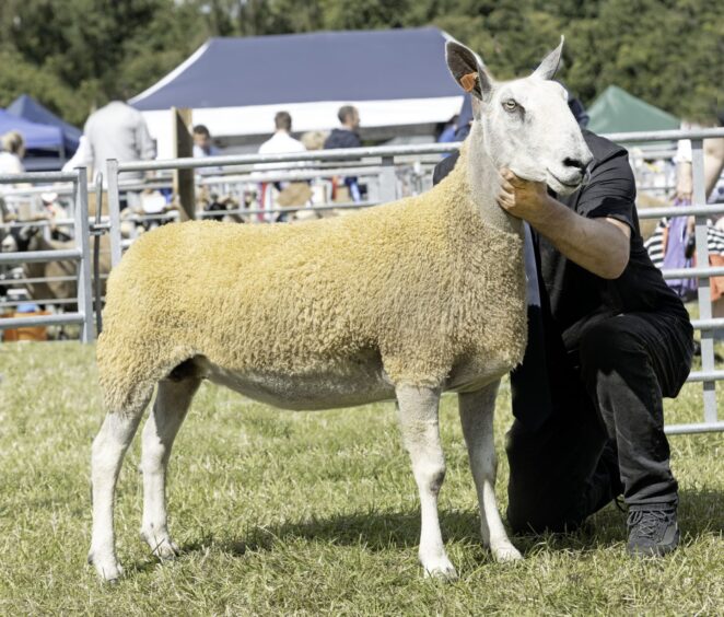 The Bluefaced Leicester champion, from P Gill, Duncroft, Wester Raddery, Fortrose. 