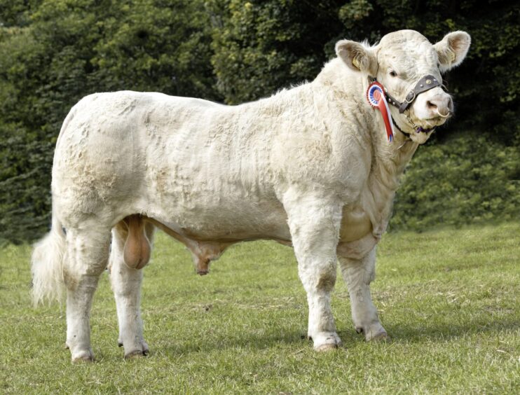 The Charolais champion bull from RA Milne & Sons, Kennieshillock Farm, Lhanbryde, Elgin.