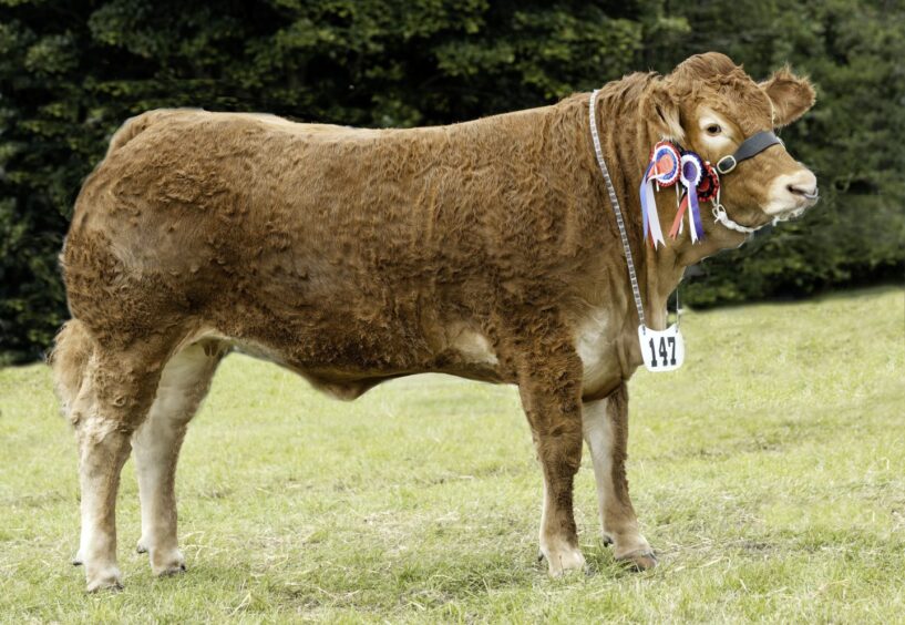 The Limousin and reserve interbreed champion from R&K Davidson, Corsairtly, Keith.