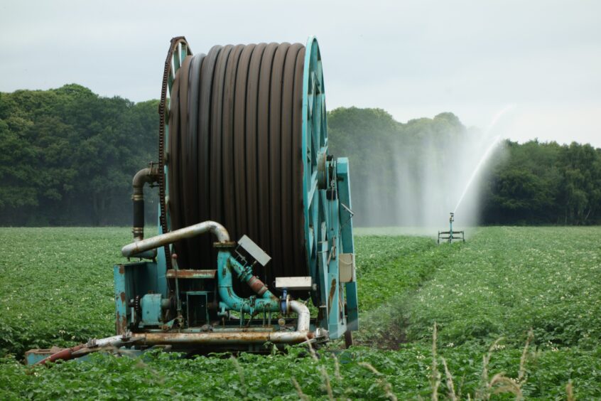 Potato crop irrigation. 